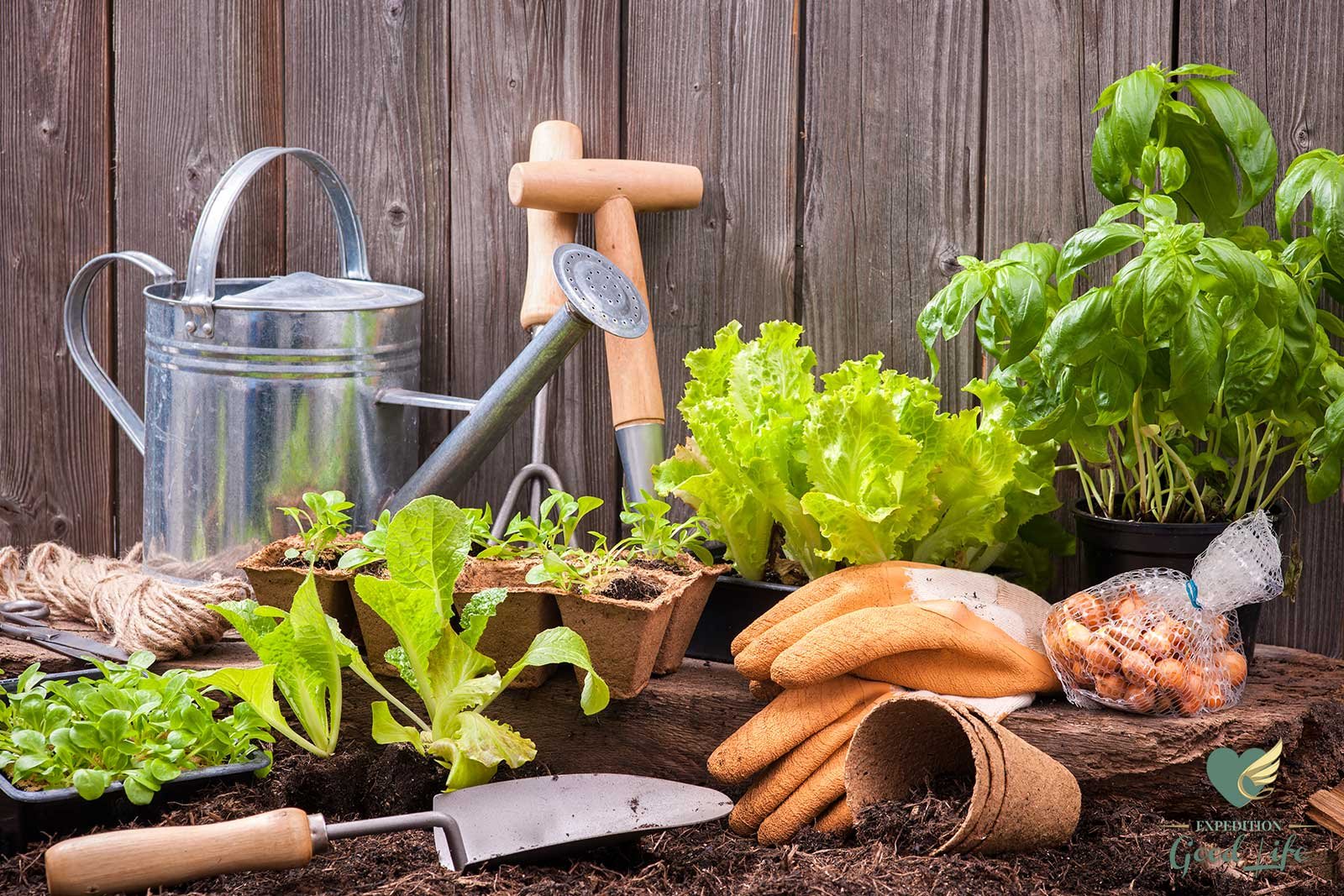 why should you garden?